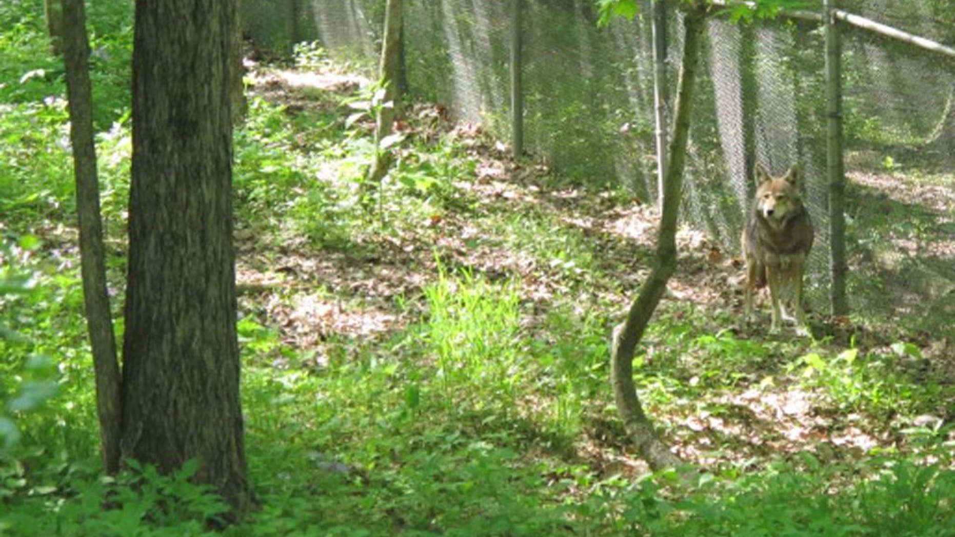 In this photo take April 29, 2015, a red wolf named Don prowls his enclosure at the Endangered Wolf Center near Eureka, Mo., southwest of St. Louis. The center striving to help repopulate the nation's numbers of endangered Mexican gray wolves and red wolves, is welcoming its latest puppy season without the site's Mexican gray matriarch Anna, who was one day shy of her 14th birthday when she died April 21, 2015. Anna birthed 41 pups in just four litters over a five-year stretch to 2008 _ an astounding feat, considering such broods are typically about four to seven. (AP Photo/Jim Suhr)
