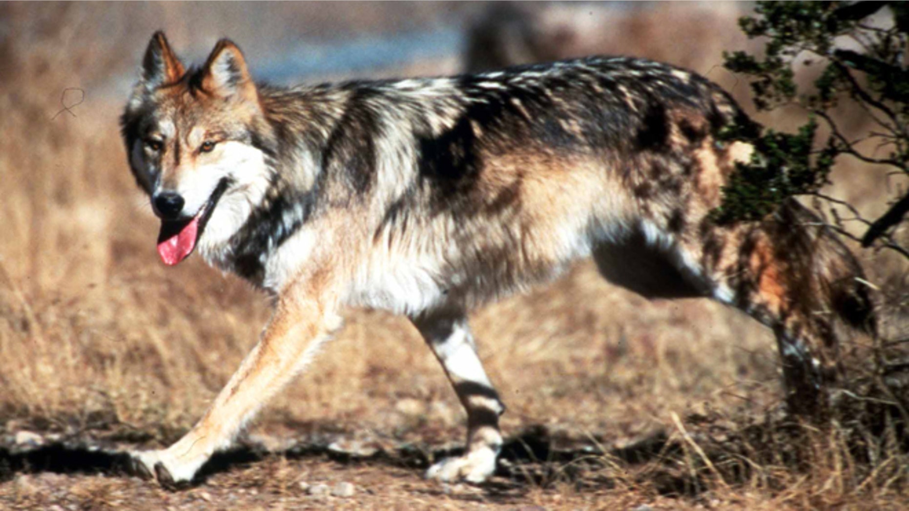 File-This undated file image provided by the U.S. Fish and Wildlife Service shows a Mexican gray wolf leaving cover at the Seviellta National Wildlife Refuge, north of Soccorro, N. M. There are more Mexican gray wolves in the wild in the New Mexico and Arizona than last year. The results of the U.S. Fish and Wildlife Service's annual survey were released Friday Jan. 31, 2014. There are at least 83 of the endangered predators in the two states, marking the fourth year in a row the population has increased. (AP Photo/U.S. Fish and Wildlife Service, Jim Clark, File)
