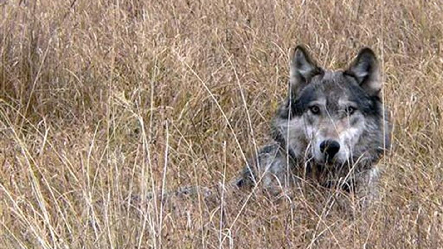 This undated image provided by Montana Fish Wildlife and Parks shows a wolf in Montana. (AP/Montana Fish Wildlife and Parks)