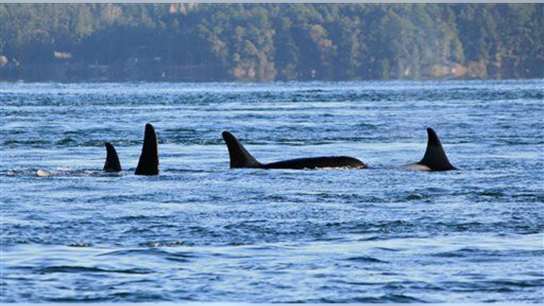 This photo shows orcas from the J-pod.