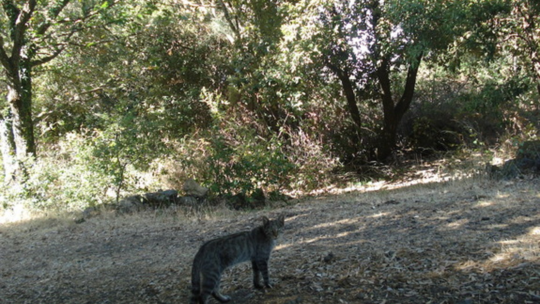 The European wildcat looks like a large tabby cat with a bushy tail.