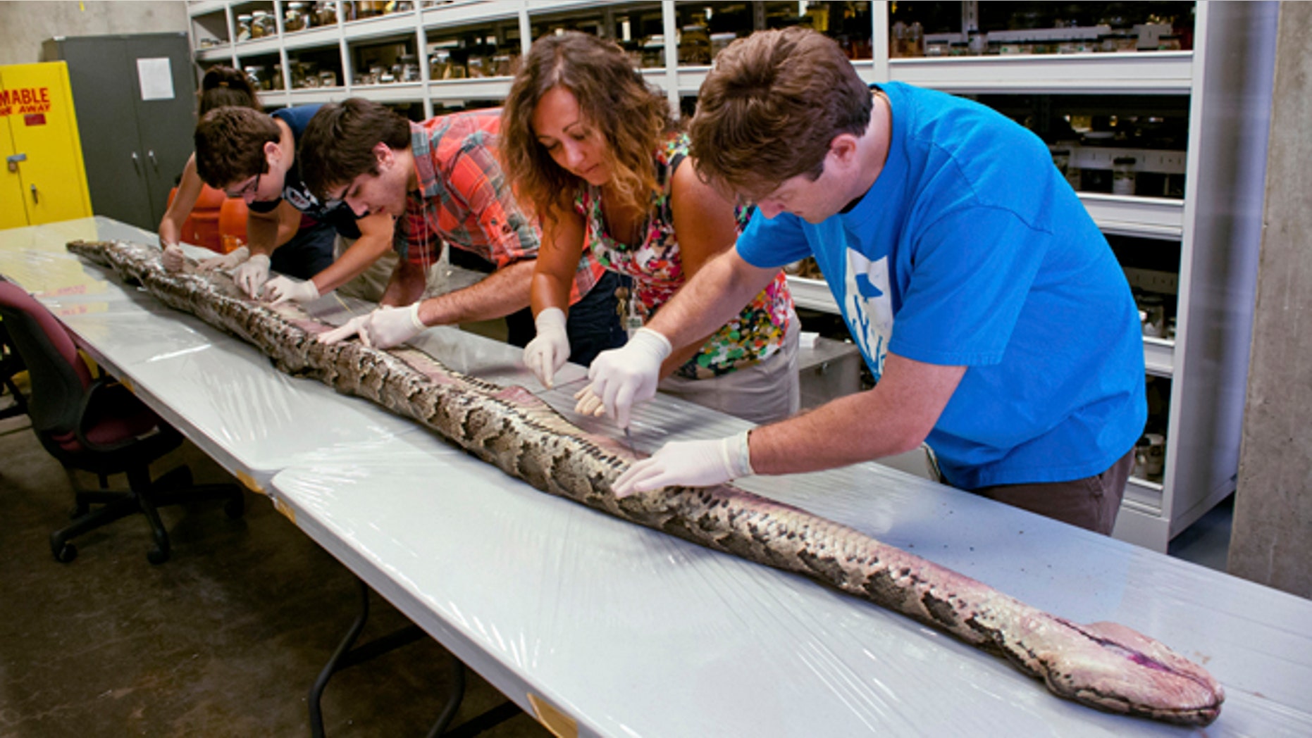 In this Aug. 10, 2012 photo provided by the University of Florida, Florida Museum of Natural History researchers, from left, Rebecca Reichart, Leroy Nunez, Nicholas Coutu, Claudia Grant and Kenneth Krysko examine the internal anatomy of the largest Burmese python found in Florida to date, on the University of Florida campus.