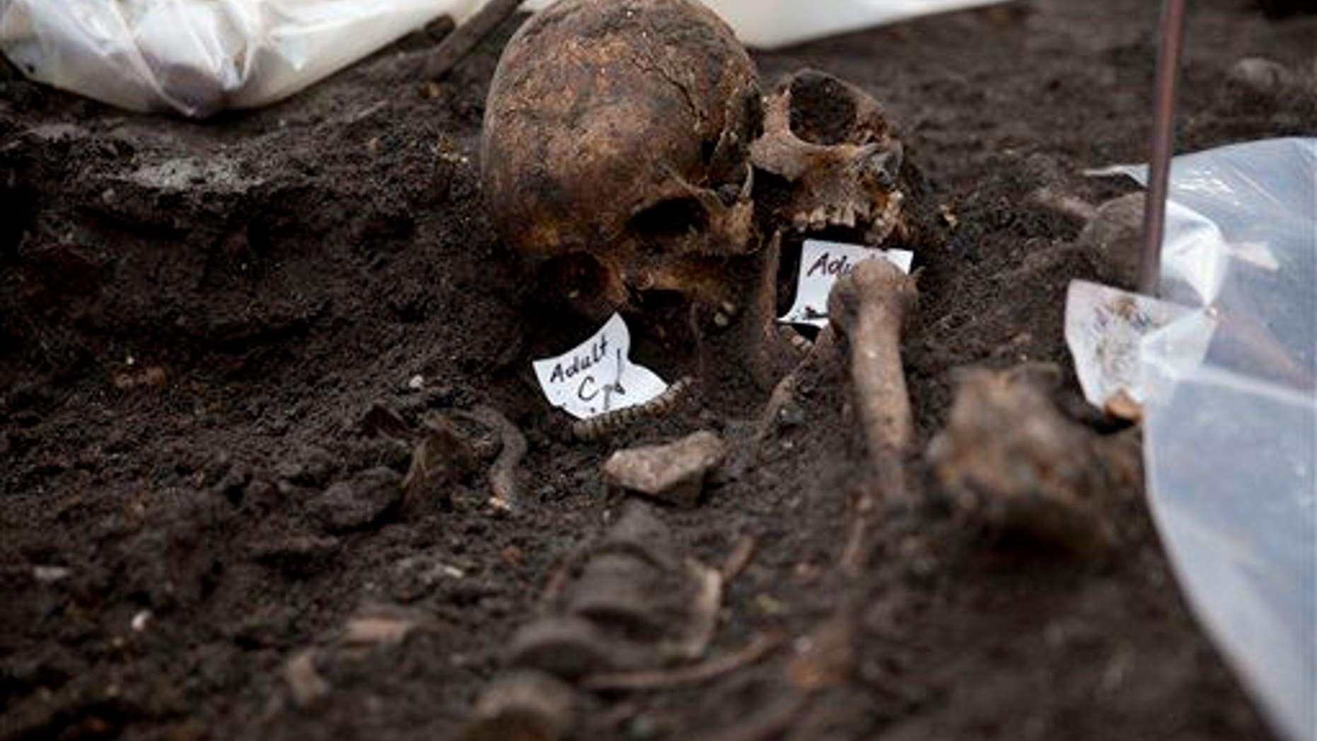 Two adult skulls lie next to each other on an archaeological excavation site at the new Crossrail train line next to Liverpool Street station in London, Friday, March 6, 2015.