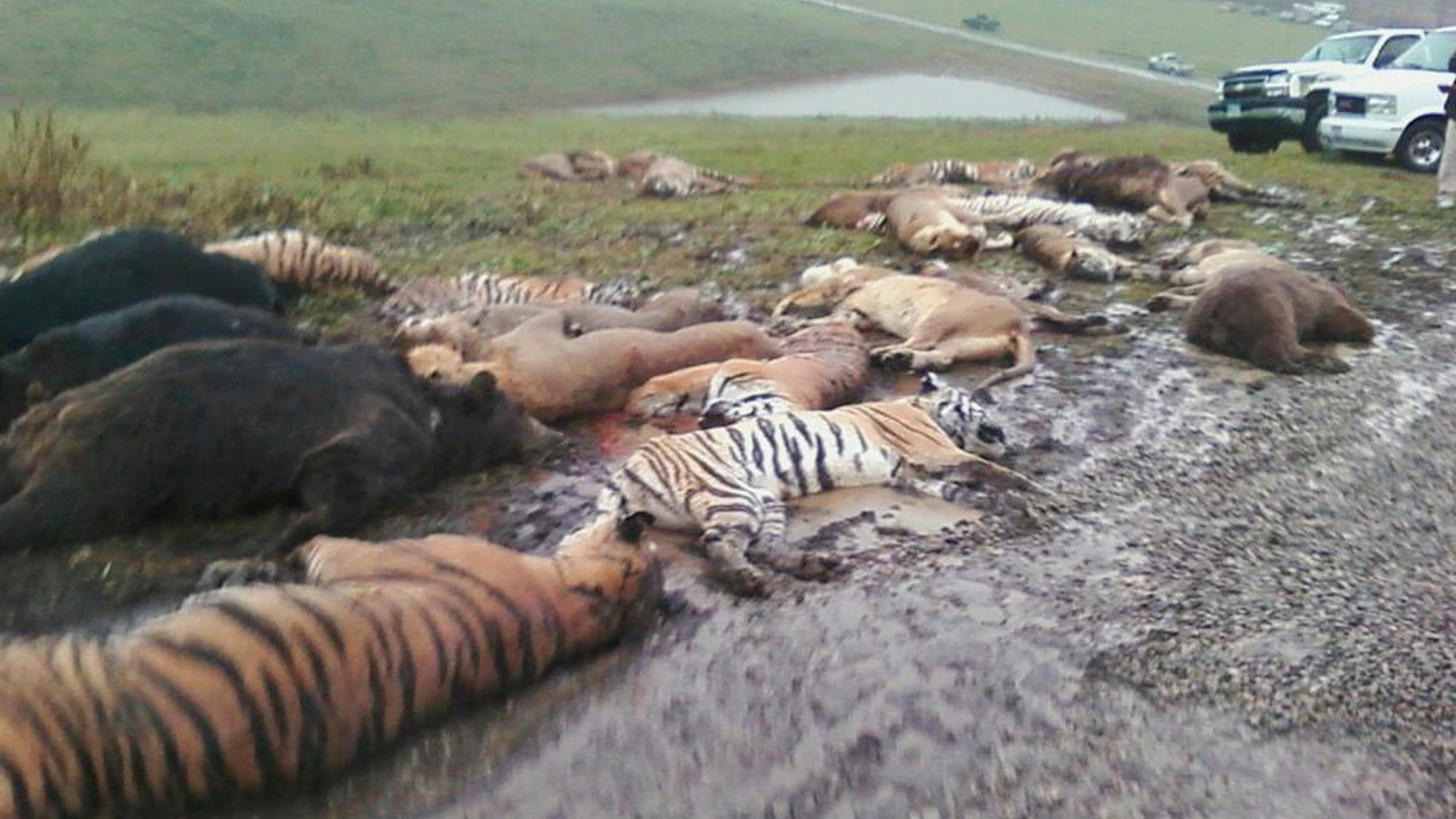 Oct. 19, 2011: Carcasses lay on the ground at the Muskingum County Animal Farm in Zanesville, Ohio. Sheriff's deputies shot 48 animals, including 18 rare Bengal tigers and 17 lions, after Terry Thompson, owner of the private Muskingum County Animal Farm near Zanesville, threw their cages open Tuesday and then committed suicide.
