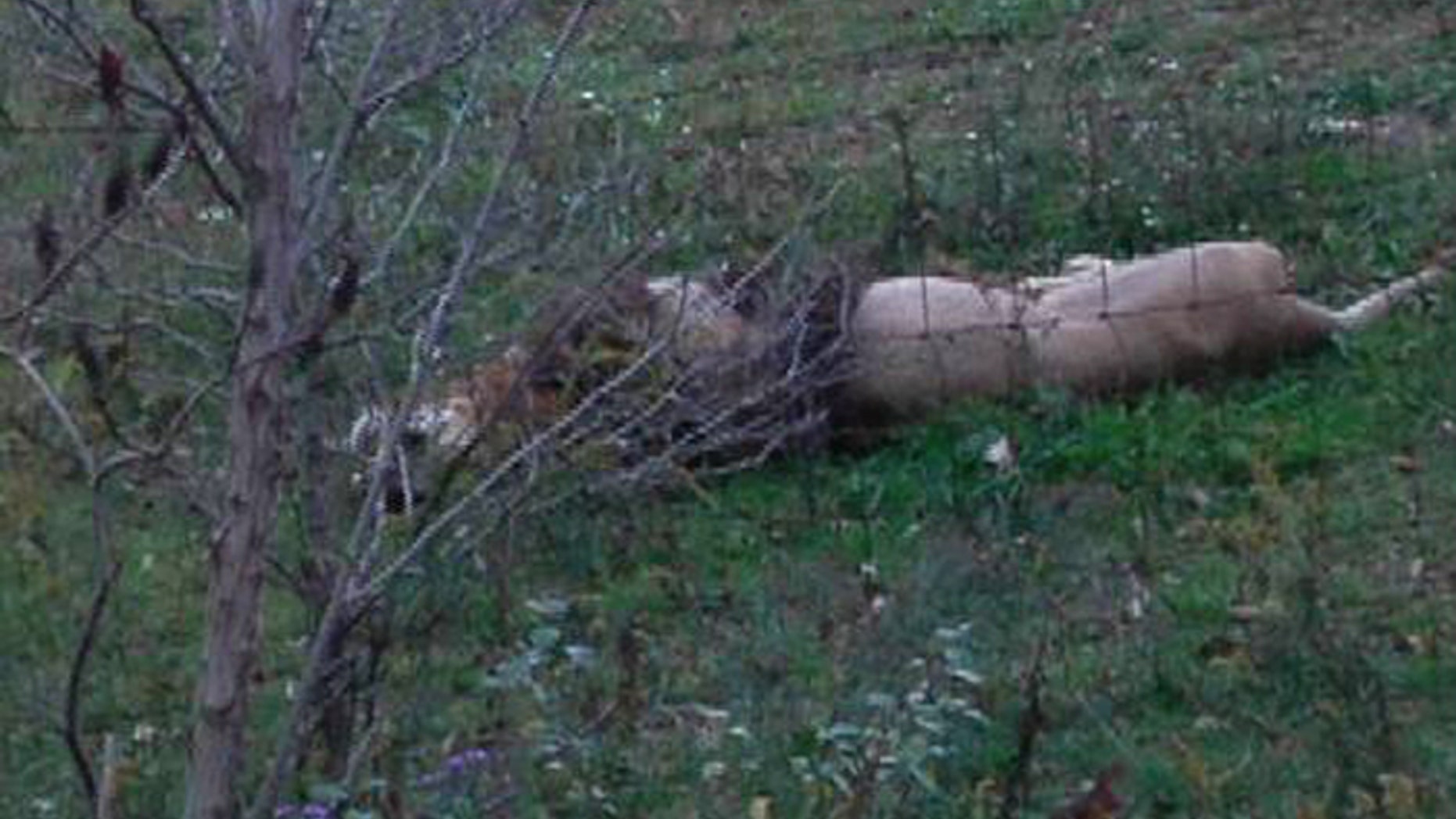 A dead lion lays by the fence on Terry Thompson's farm near Zanesville Ohio Tuesday Oct. 18, 2011. Police killed dozens of animals Tuesday that escaped from the wild-animal preserve where the owner's body later was found. Warning that more animals still were on the loose, officials expected up to four school districts to cancel classes as the remaining bears, big cats and other beasts from the Muskingum County Animal Farm were hunted down. (AP Photo/Heather Ellers and Dustin Burton)