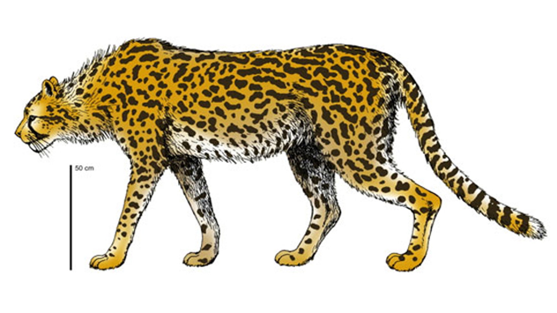 The extinct cheetah, Acinonyx pardinensis would have weighed double what its modern cousin weighs (shown here in a reconstruction).