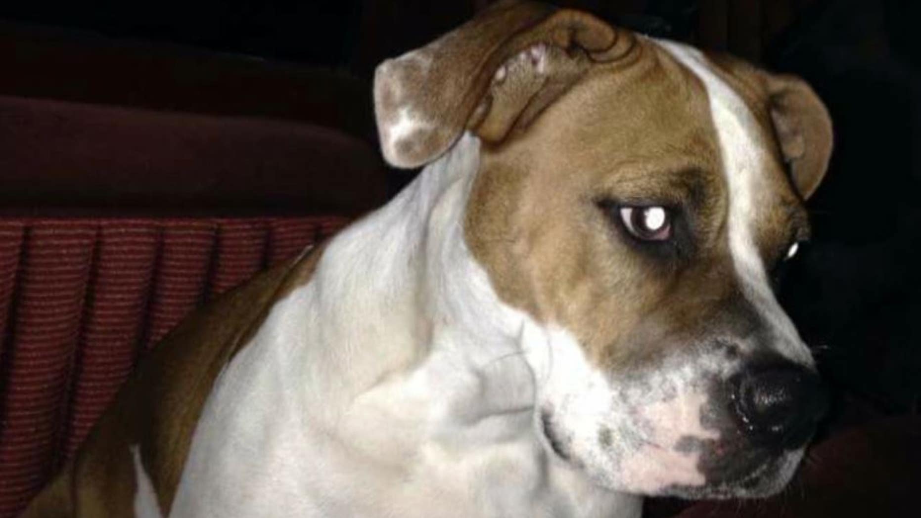 Cinnamon is up for adoption through Nicholas' Pet Haven after her owner made Facebook plea to find someone to shoot the 3-year-old pet. (Credit: Nicholas' Pet Haven)