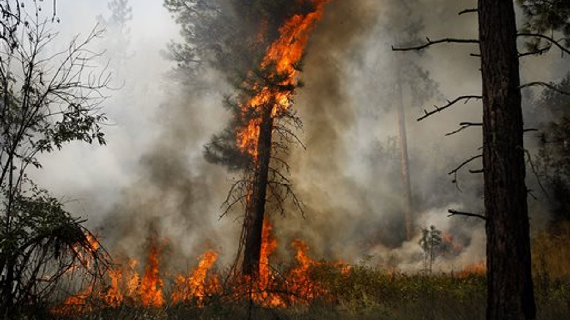 A tree is engulfed in flames during a controlled burn near a fire line outside of Okanogan, Wash., on Saturday, Aug. 22, 2015. (Ian Terry /The Herald via AP) MANDATORY CREDIT
