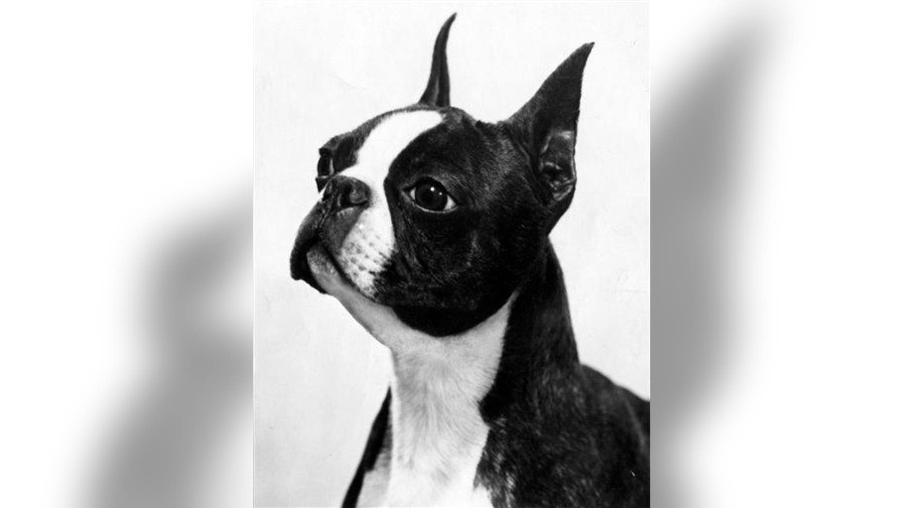 A stock photo of a Boston terrier.