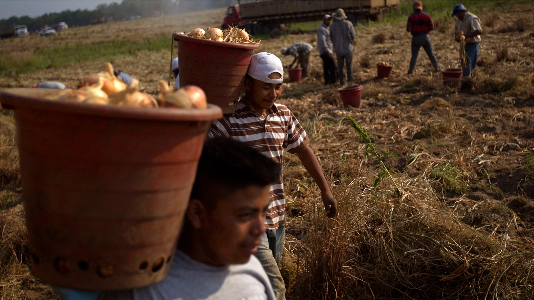 File - In this May 10, 2011 file photo, field workers pick onion bulbs on a Vidalia onion farm in Lyons, Ga. Georgia and Alabama have approved laws that have tough enforcement provisions that farmers say are scaring migrant workers away from the states. (AP Photo/David Goldman, File)