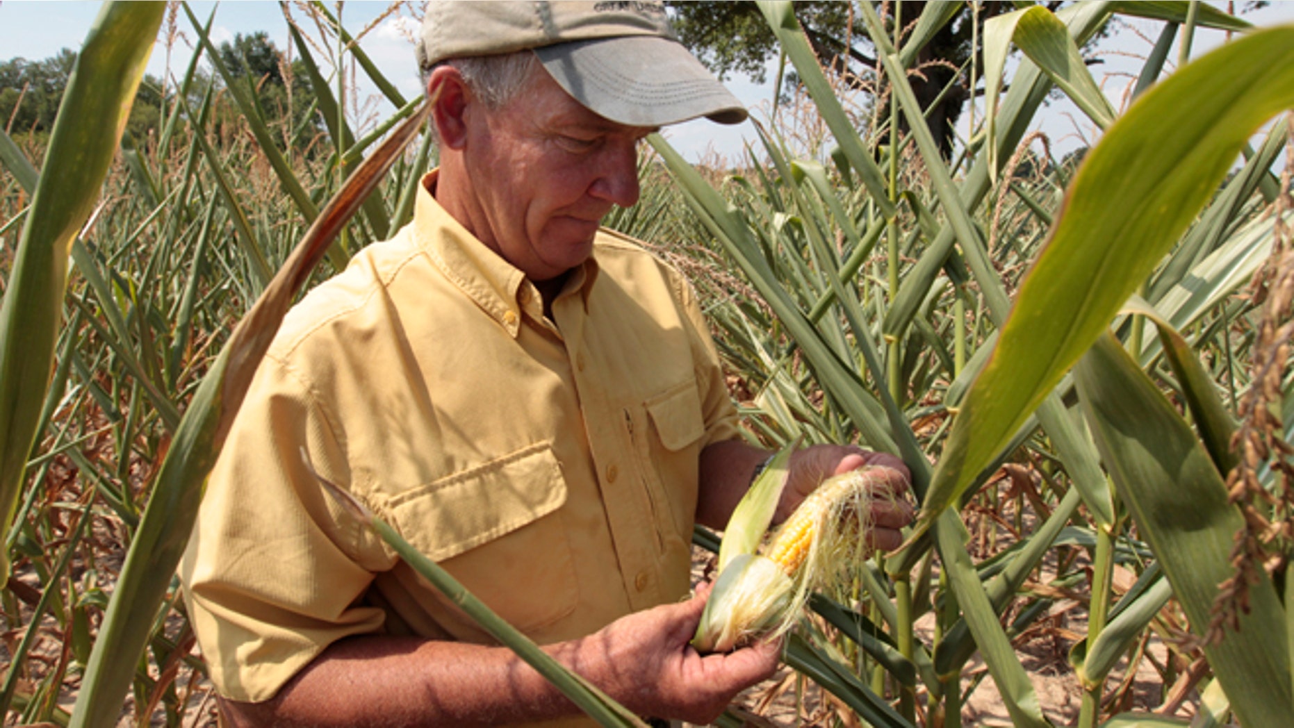 July 24: Farmer Scott Keach, owner of the 2500 acre Keach Farm looks looks over a drought-damaged ear of corn in one of the many fields on his farm in Henderson, Ky.
