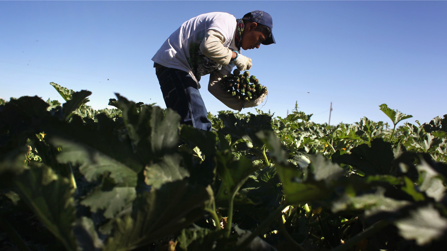 A migrant farm worker from Mexico harvests organic zucchini while working at the Grant Family Farms on September 3, 2010 in Wellington, Colorado. (Photo by John Moore/Getty Images)