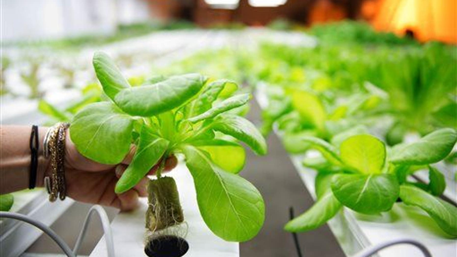 In this photo taken June 4, 2015, a lettuce plant is shown at a hydroponic indoor vegetable growing operation.