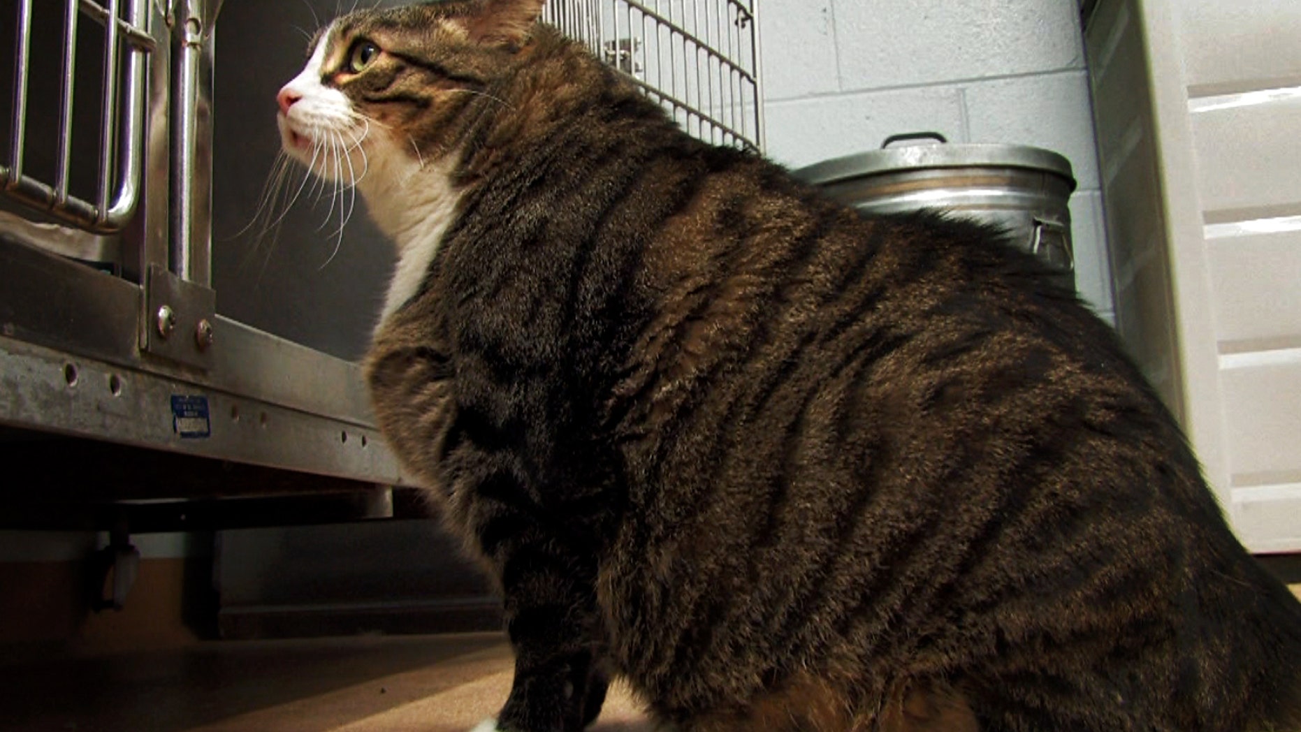 Feb. 27. 2013: In this image made from video provided by the St. Charles Animal Control shelter, Biscuit, a 37-pound cat, looks at his cage in the shelter in St. Charles, Mo.