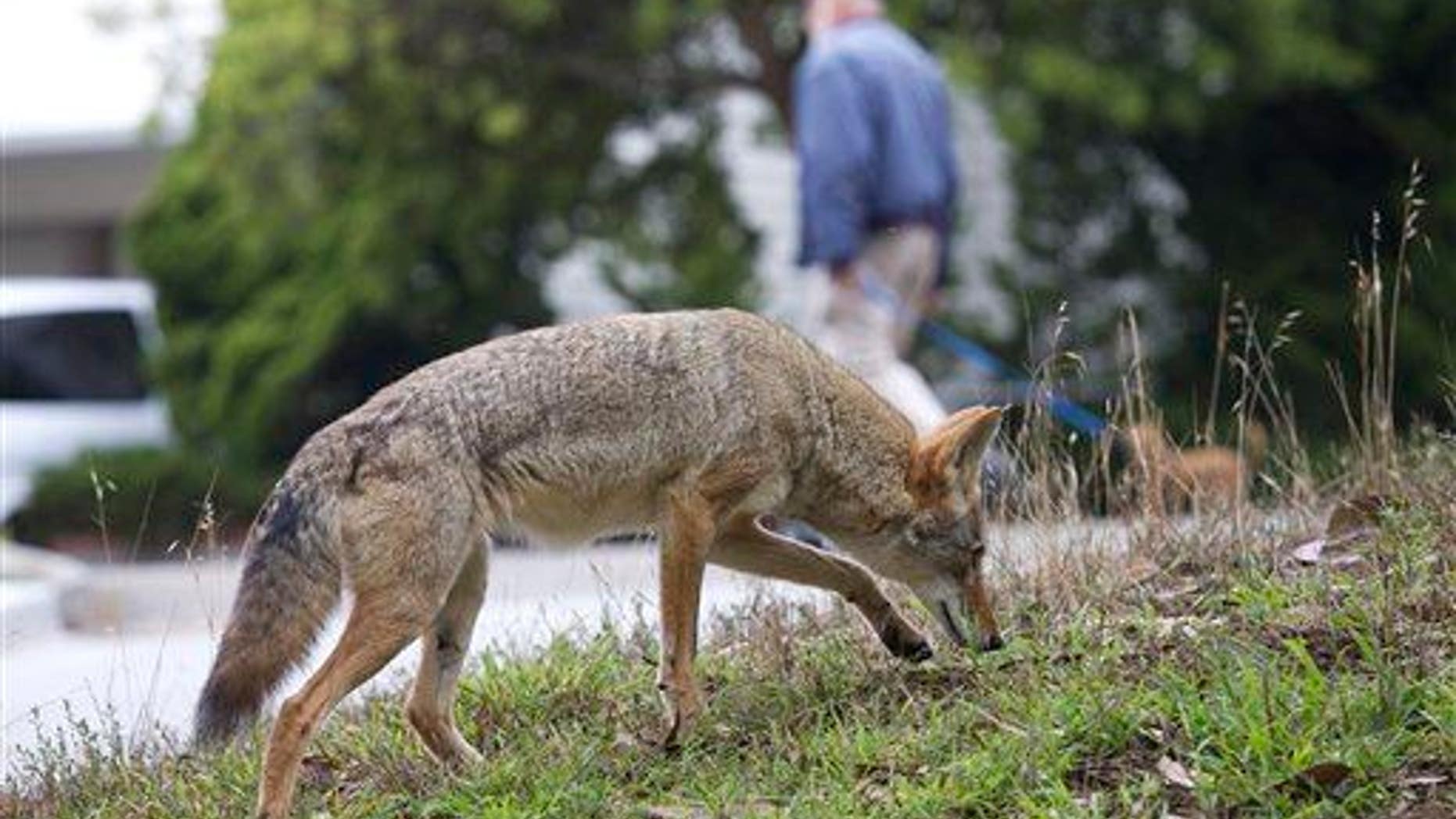 In this Sept. 2009 handout photo provided by Janet Kessler, a coyote is shown on a public street in San Francisco.