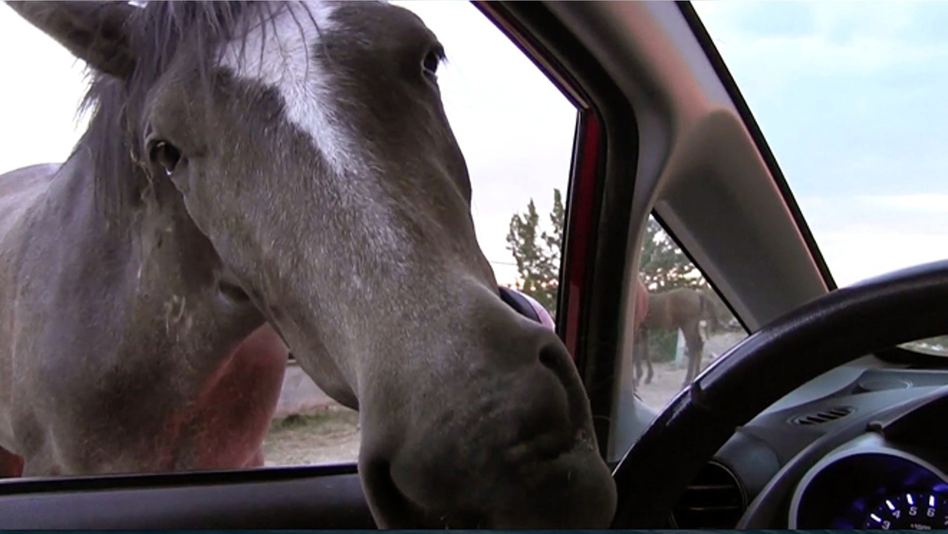 This still image from video from May 31, 2014 shows a stray horse outside of a Placitas, New Mexico, neighborhood attempting to chew a steering wheel of a car. For decades, the free-ranging horses have roamed this small mountain hamlet in New Mexico where they often gallop on residents' property and dash along roads. Federal officials say they plan on removing the horses roaming on nearby federal land after some residents complained the 125 or so horses have damaged the landscape amid drought conditions.(AP Photo/Russell Contreras)