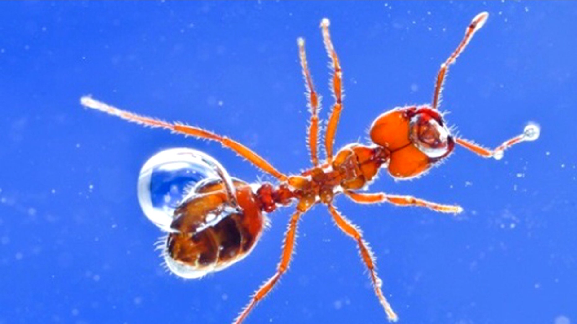 Ants float because of the buoyancy of the air bubbles trapped next to their bodies. A thin layer of air can be seen around its antennae and body as well.