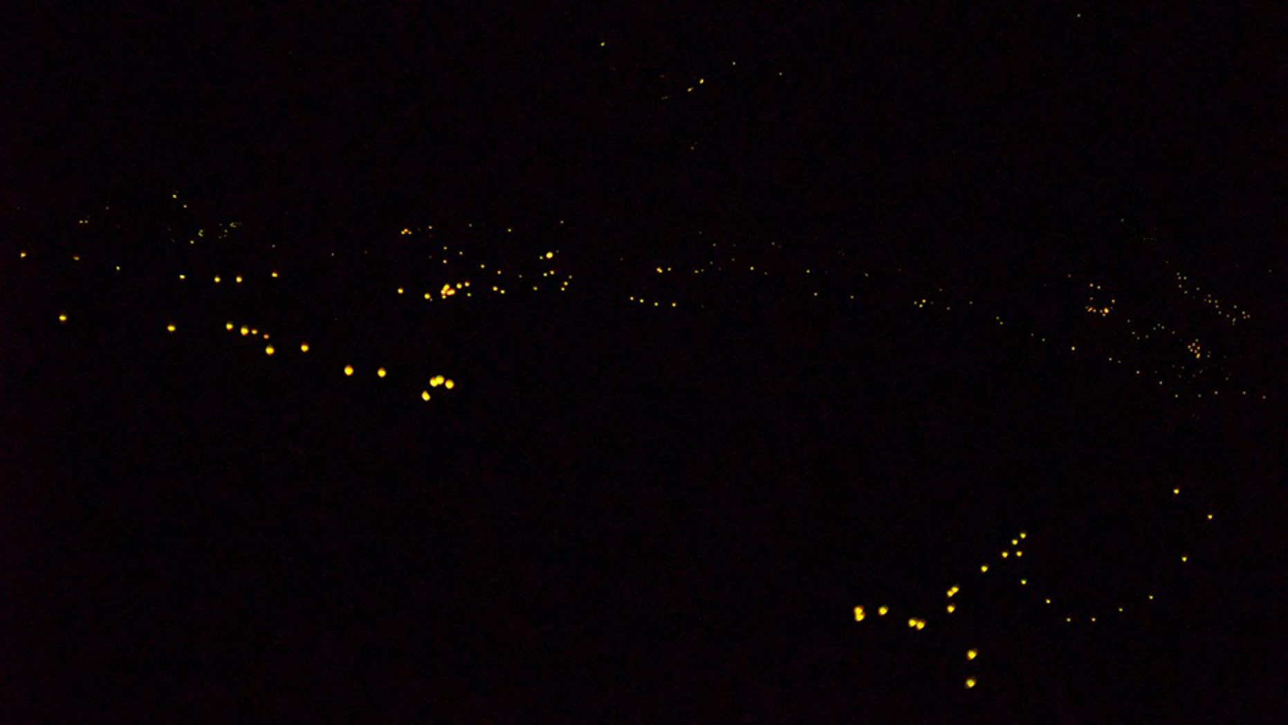 For just a few weeks every year, a certain species of fireflies will flash in a synchronous light show to attract a mate. Thousands of revelers travel to national parks to see the phenomenon.