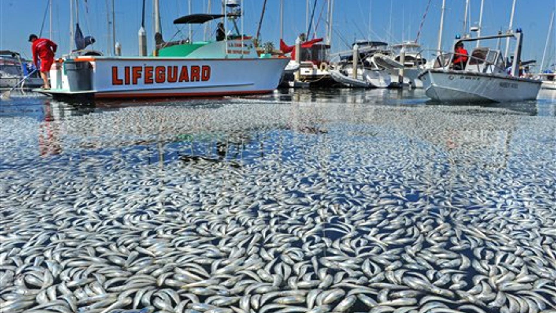 March 8: Dead fish float in the King Harbor area of Redondo Beach, south of Los Angeles. An estimated million fish turned up dead on Tuesday, puzzling authorities and triggering a cleanup effort. (AP/The Daily Breeze)