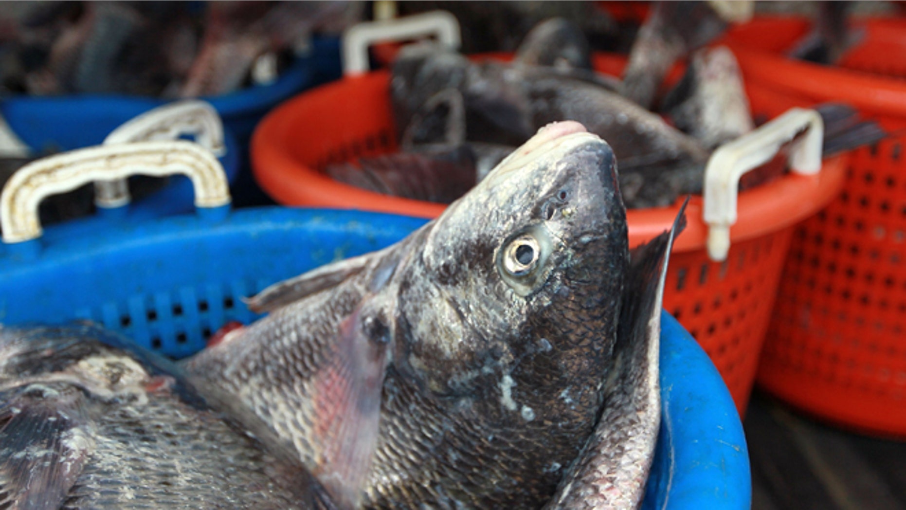 DELACROIX, LA - MAY 01: Baskets of Drum fish are seen after a fishermen brought in the last of his catch before his fishing area was closed because of the oil spill in the Gulf of Mexico on May 1, 2010 in Delacroix, Louisiana. Oil is still leaking out of the Deepwater Horizon wellhead at a estimated rate of 1,000-5,000 barrels a day. (Photo by Joe Raedle/Getty Images)