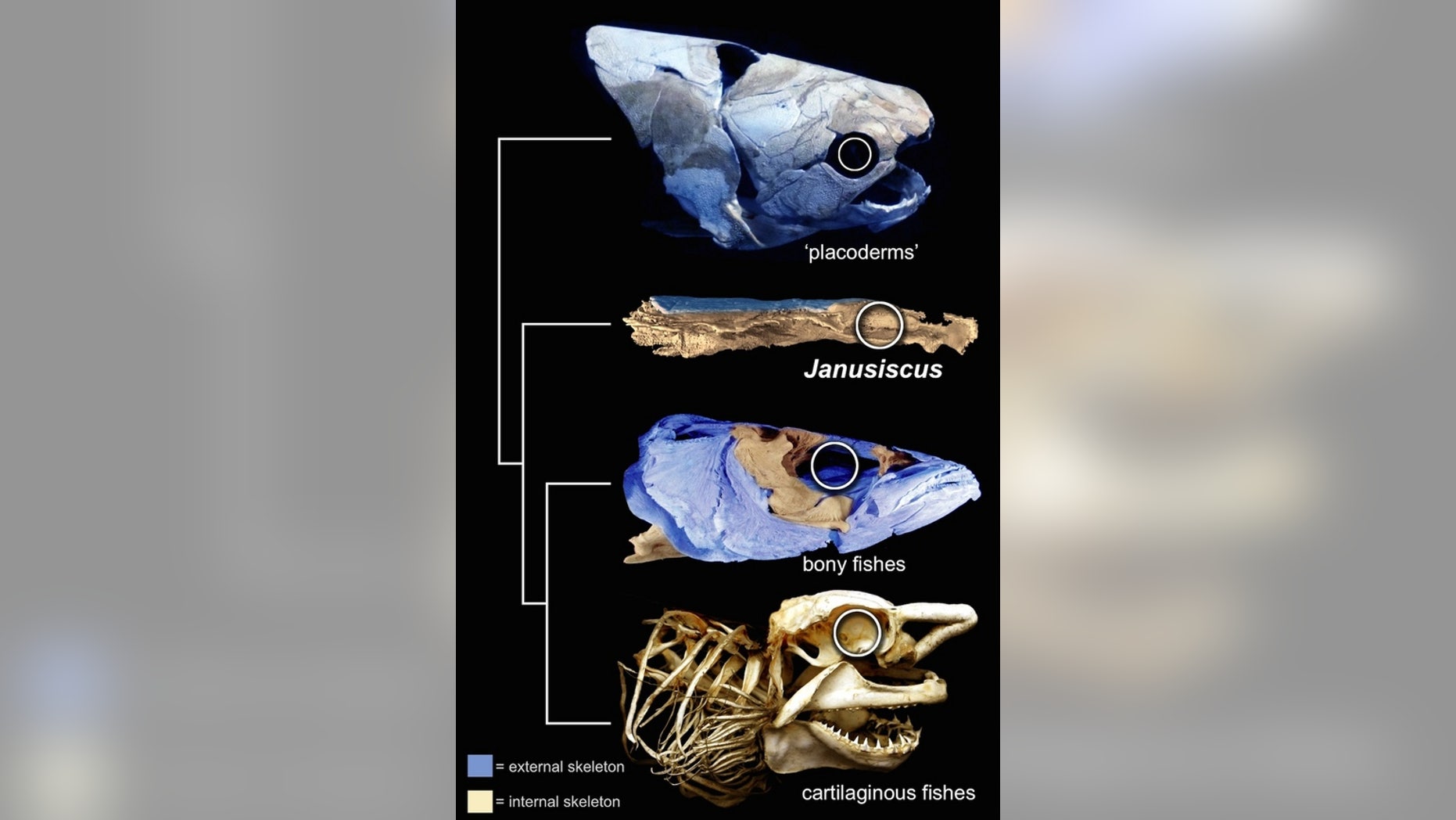 The 415-million-year-old fish fossil (Janusiscus schultzei) has a well-developed external skeleton (shown in blue), a feature that is seen in the common ancestor of bony fish and cartilaginous fishes, such as sharks.