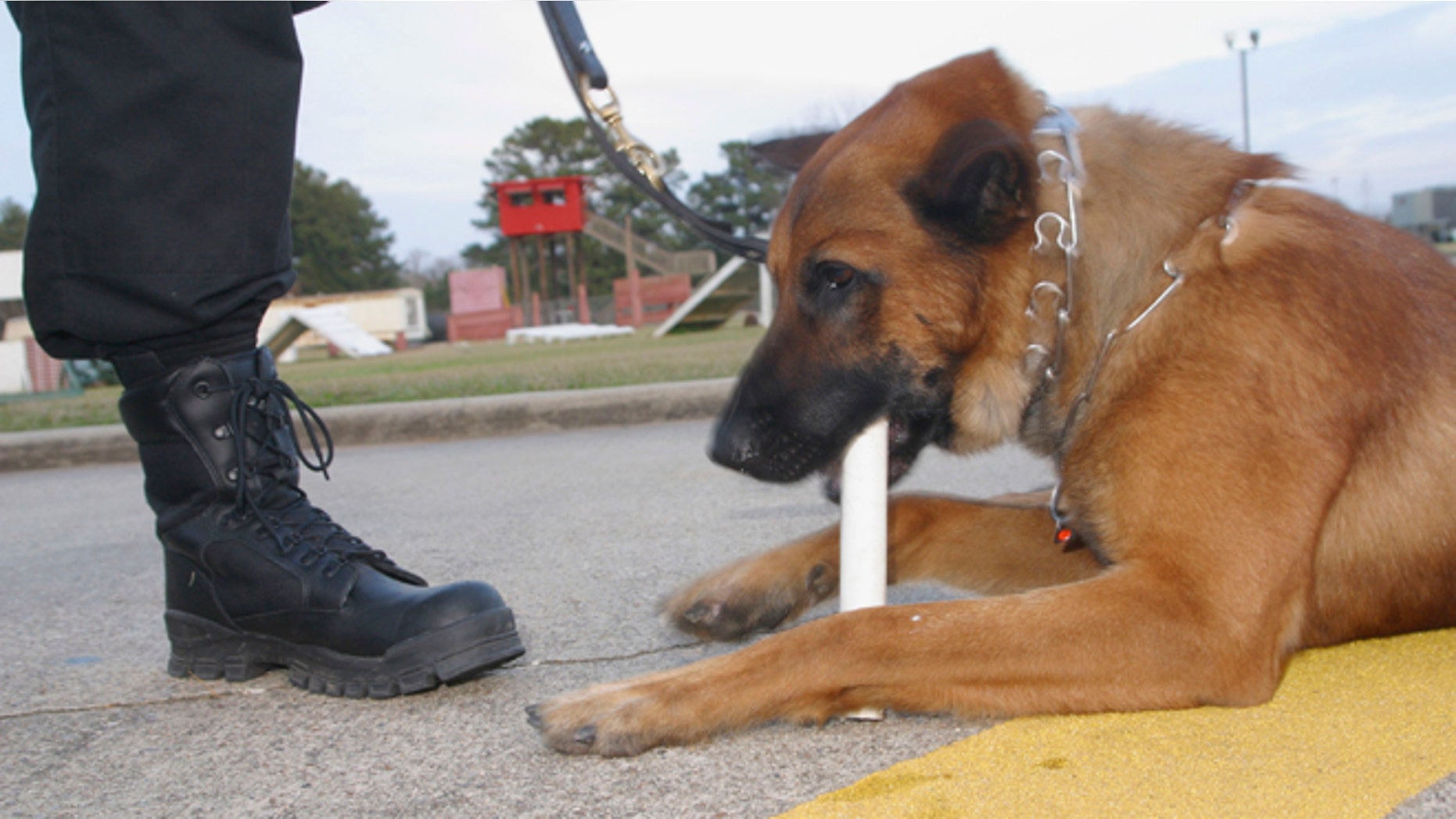 BOSSIER CITY, LA - JANUARY 25: Renzo, a Belgian Malinois used by the Shreveport, Louisiana Police Dept. for drug searches of vehicles chews on a plastic pipe scented with a cocaine aroma as a reward for a training exercise, on Tuesday evening, January 25, in Shreveport, Louisiana. (Photo by Mario Villafuerte/Getty Images)