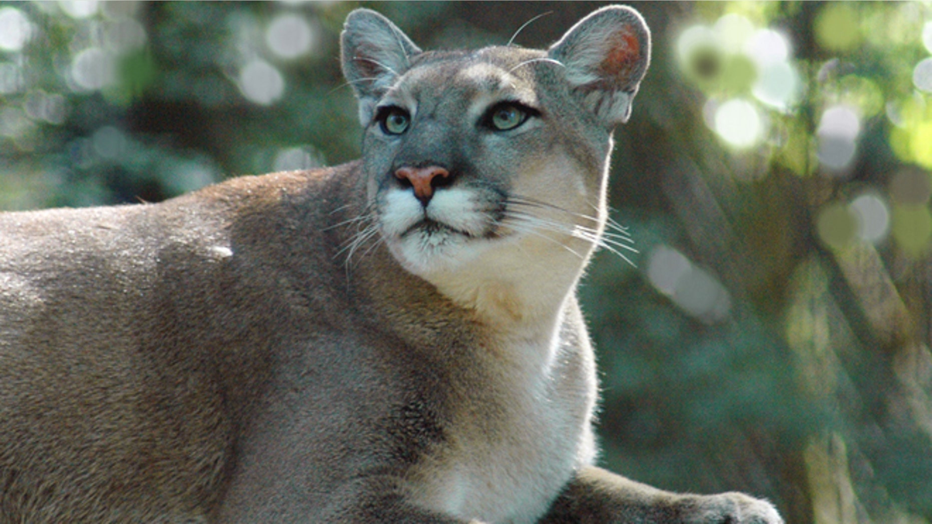 A panther, photographed in 2007 by the Florida Fish and Wildlife Commission.