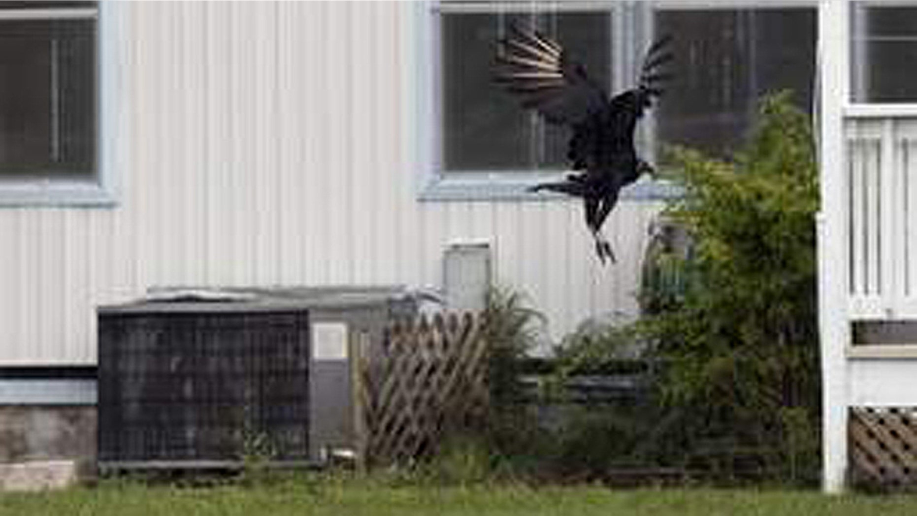 Dave and Judy Harting have struggled to combat the flock of vultures that have swarmed their Florida home.