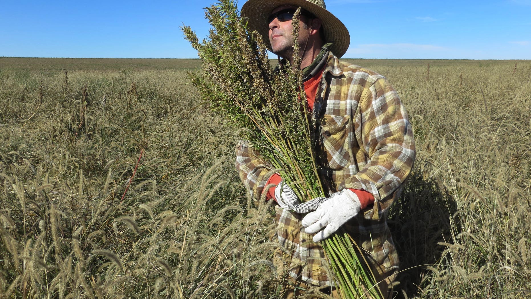 Oct. 5, 2013: In this photo, Derek Cross, a chef who specializes in cooking with hemp, helps harvest the plant in Springfield, Colo.