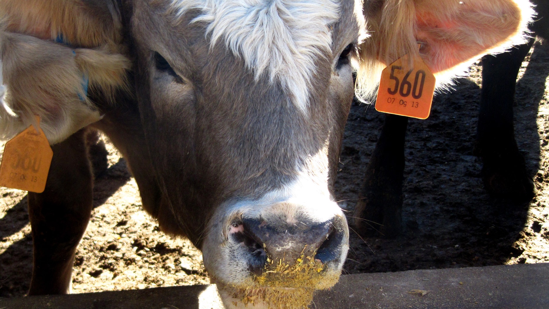 Dec. 16, 2013: One bovine pauses during a midday meal at a feedlot near Lubbock, Texas.