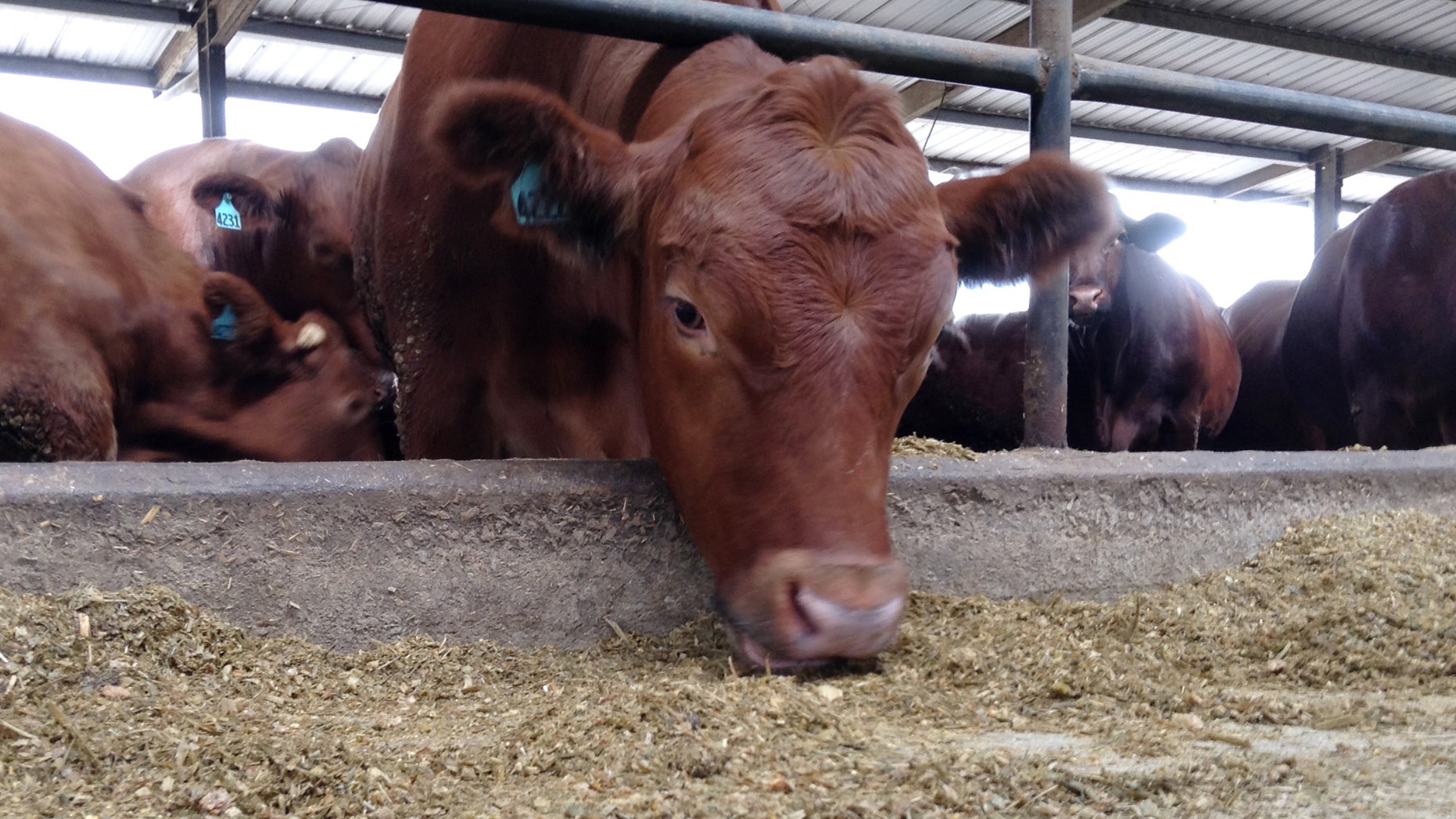 Oct. 15, 2013: In this photo, a cow eats in a feedlot at Suwannee Farms in O'Brien, Fla.