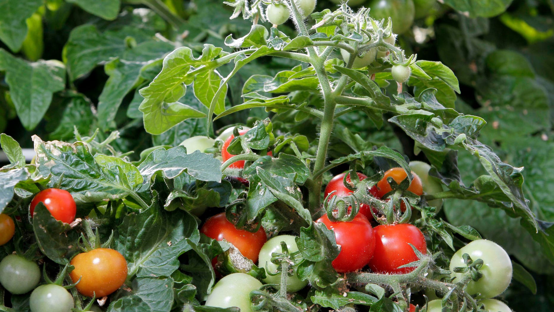 Dec. 1, 2011: Dwarf tomato plants grow at the University of New Hampshire greenhouse in Durham, N.H. The university has been experimenting with dwarf tomato plants as holiday decor.