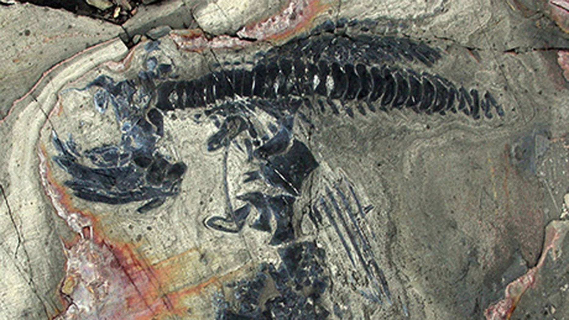 Forty-six skeletons of ichthyosaurs were excavated over three months.