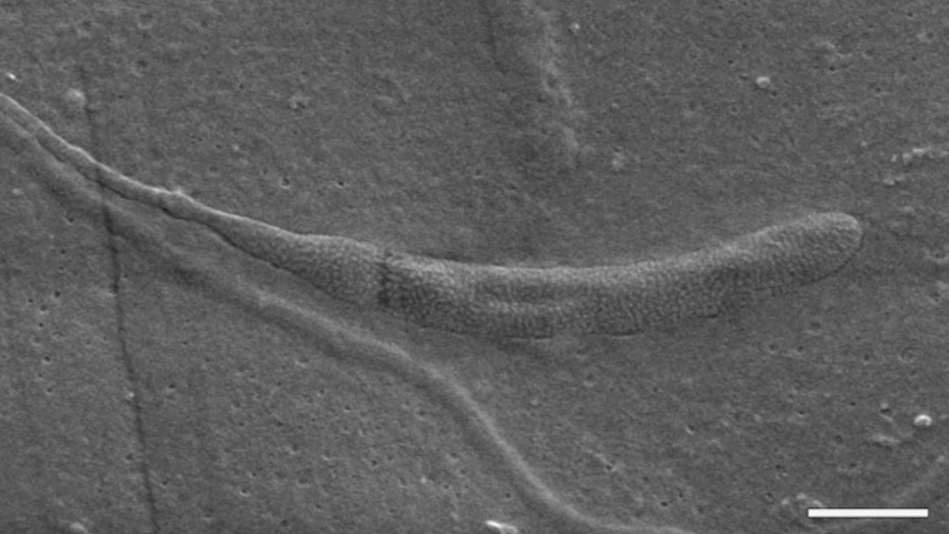 A scanning electron micrograph of the 50-million-year-old fossilized sperm. (Scale bar is equal to 1 micron.)