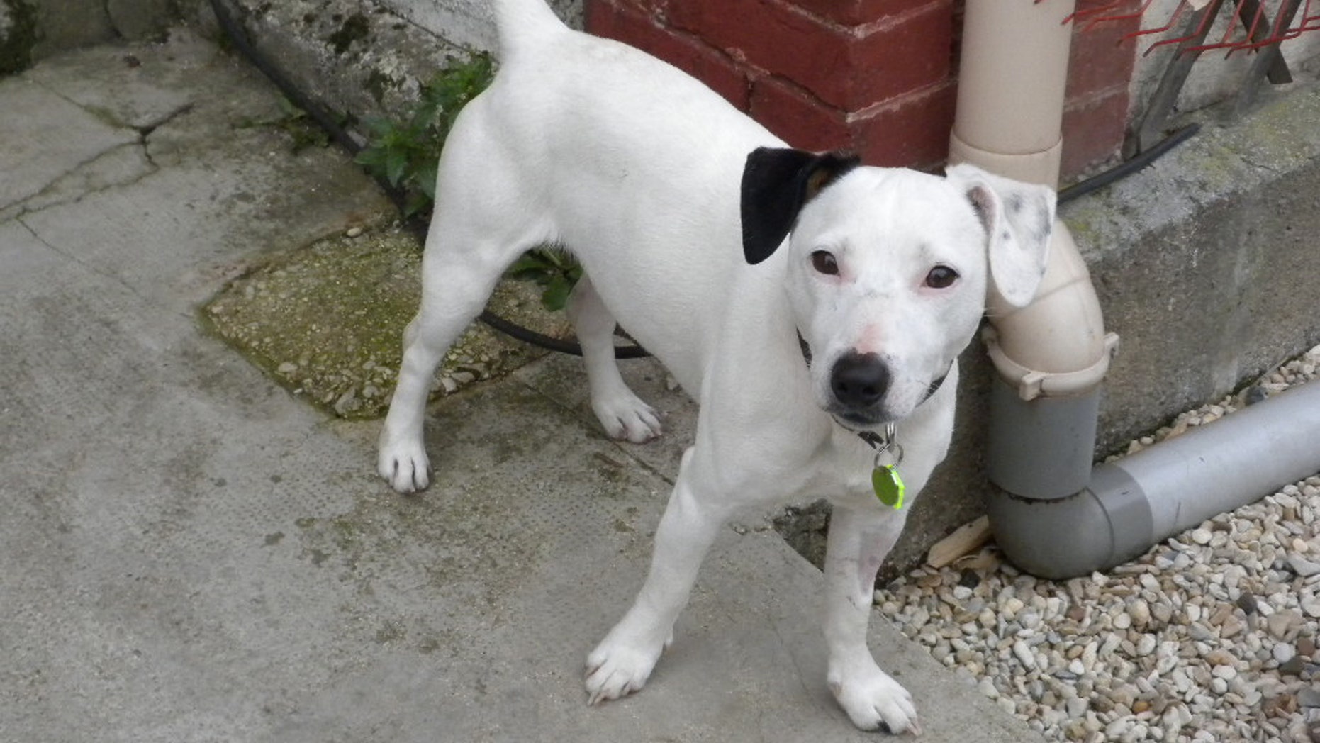 Oct. 19, 2012 - Jack Russell terrier Ethan, pictured at his new home in Charleville Mezieres, eastern France.