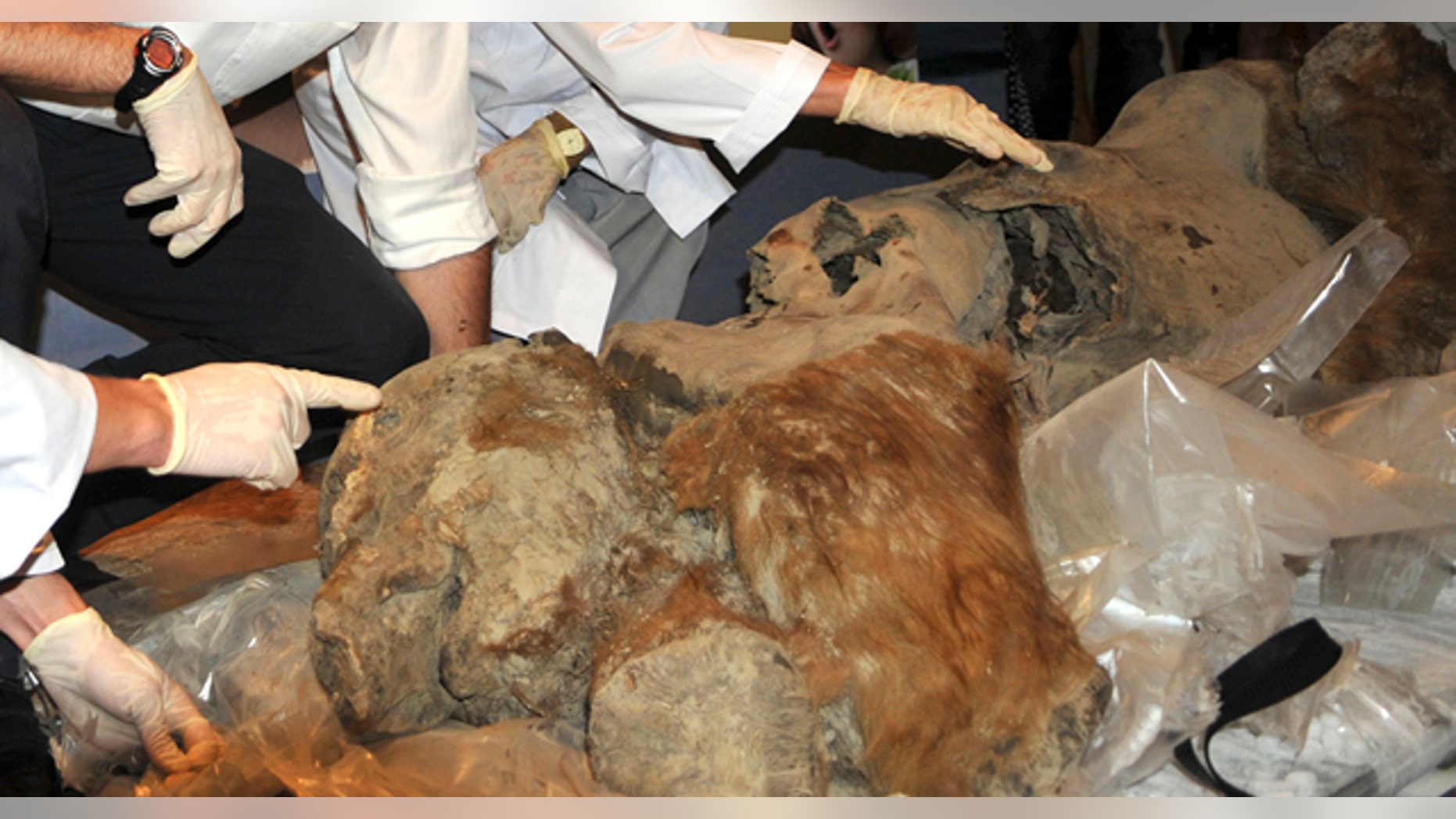 July 15: This photo provided by the the Puy en Velay townhall, central France, shows the arrival of Khroma at the Musee Crozatier, kept in a special cryogenic chamber. (AP)