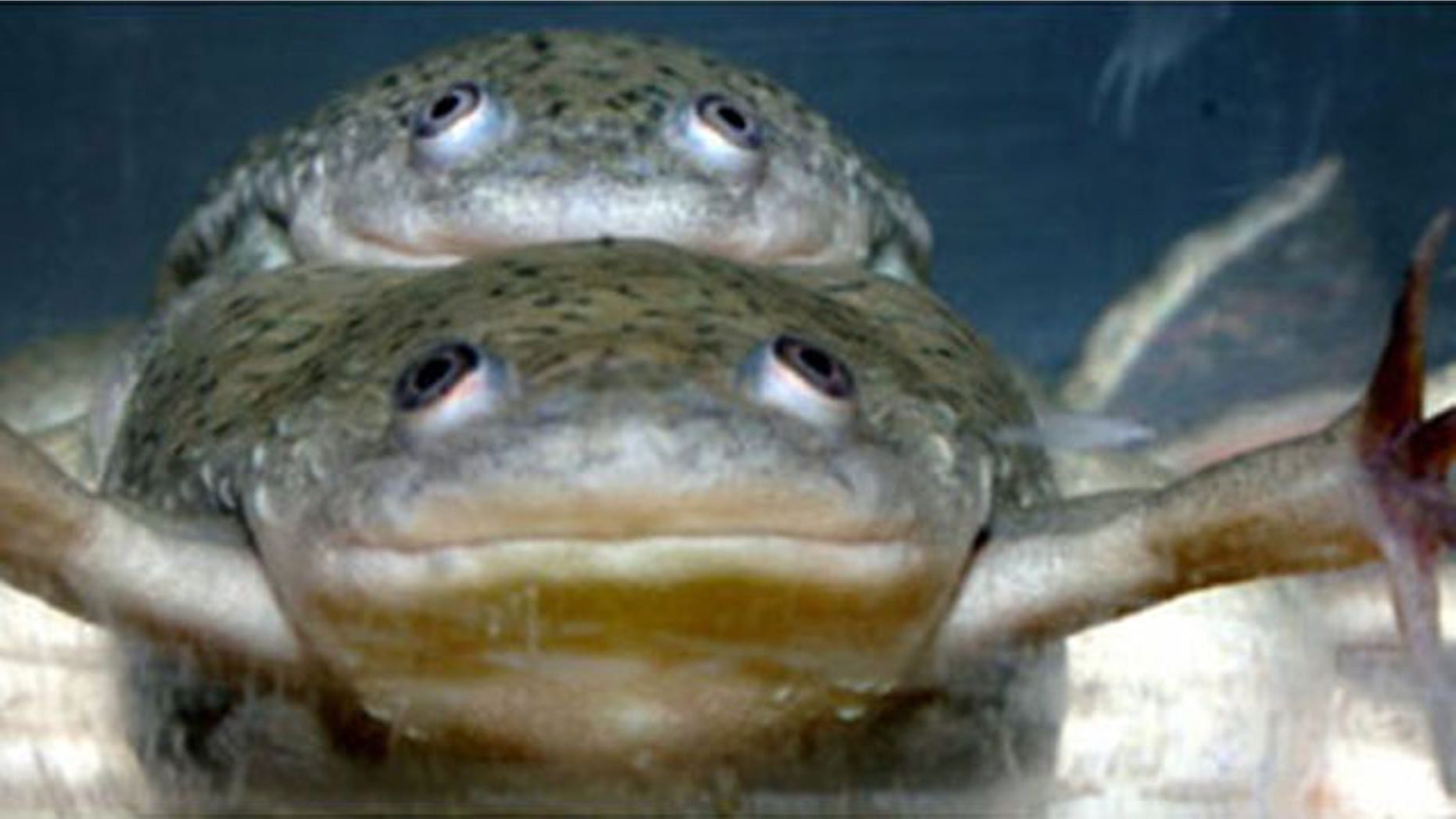 The pesticide atrazine can turn male frogs into females that are able to mate and successfully reproduce. Here, two male frogs mating. The larger animal on the bottom has been completely feminized by atrazine exposure and can produce viable eggs.