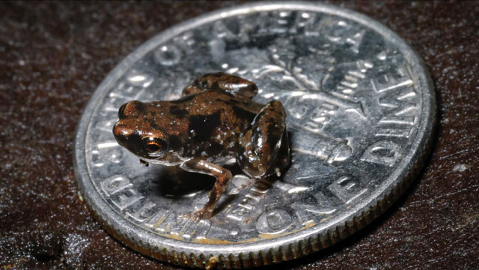 In this Aug. 2009 photo released by Louisiana State University, a frog sits on a U.S. dime in this photo taken by Louisiana State University herpetologist Christopher Austin near the Amau River in Papua, New Guinea.