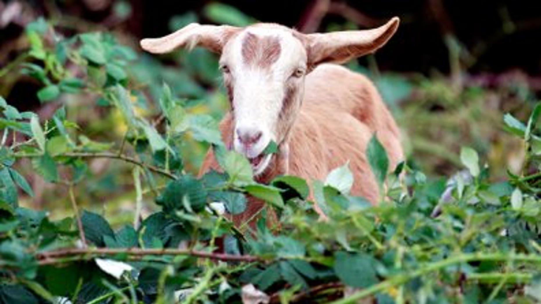Some 3,600 goats per year will be spared now that Fort Bragg officials have agreed to stop using them for training. (AP)