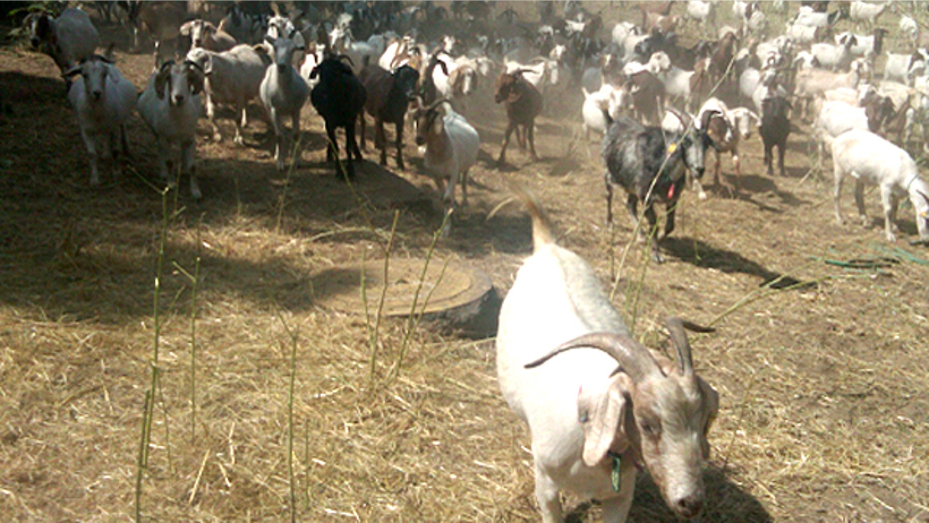 The goat herd is busy browsing the overgrown hillside behind the courthouse.