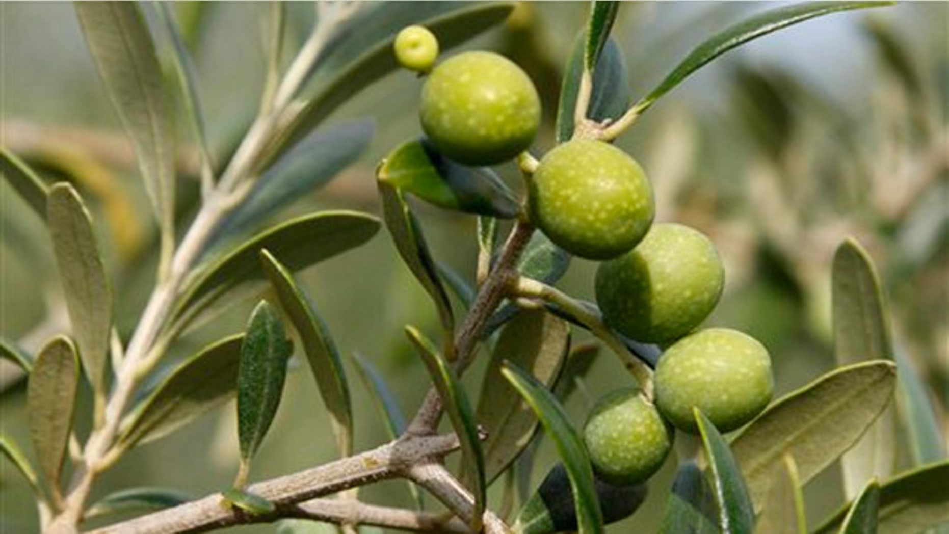 June 27, 2011: An olive branch with olives soon ready to be harvested are seen on an olive farm in Lakeland, Ga.