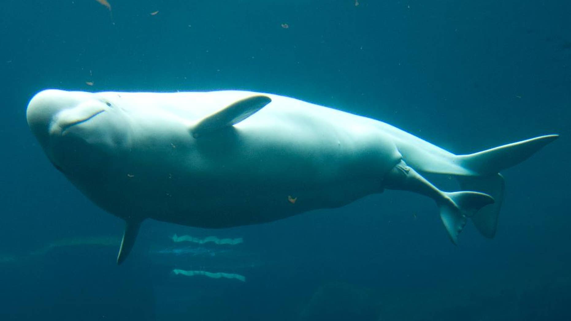 FILE - In this June 10, 2008 file photo, Qila, a beluga whale at the Vancouver Aquarium prepares to give birth to a calf in Vancouver. The Georgia Aquarium in Atlanta is asking a federal judge to overturn a federal agency’s denial of a 2012 permit to import 18 beluga whales from Russia for display in the United States. (AP Photo/Gregory Payan, File) (AP Photo/the Canadian Press, Jonathan Hayward)
