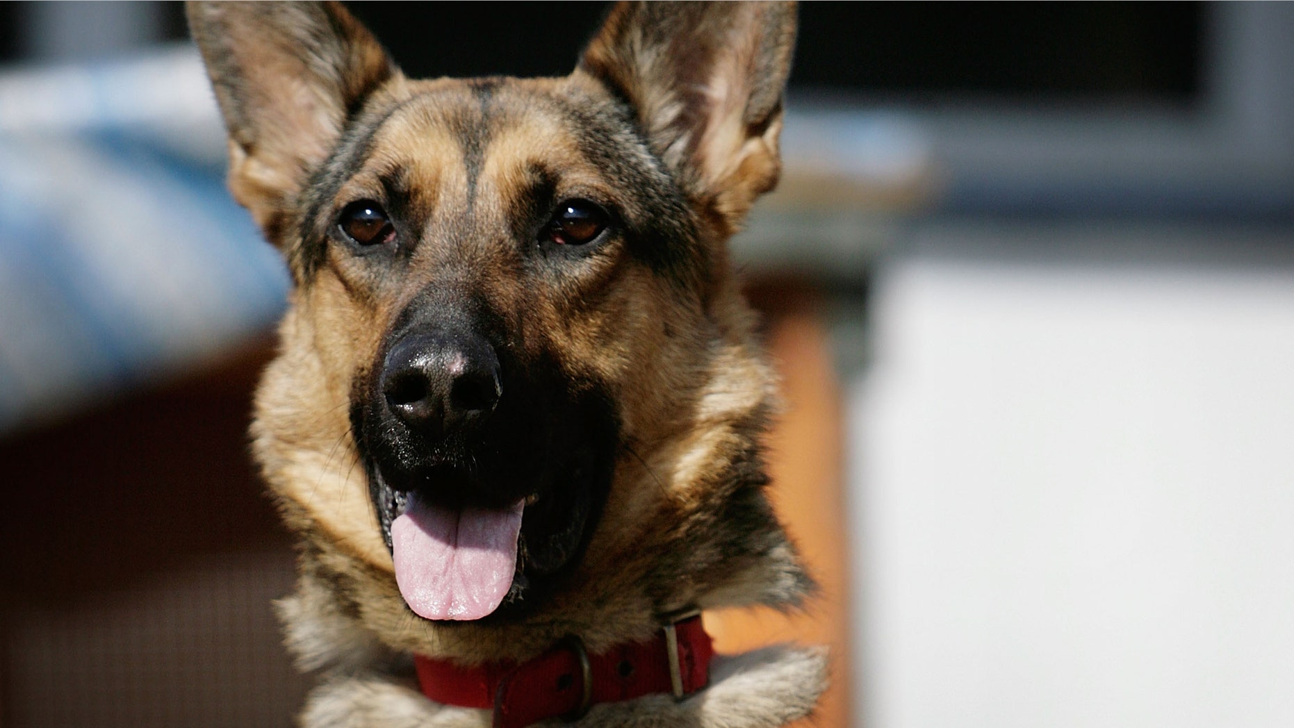 BIRMINGHAM, UNITED KINGDOM - APRIL 04: Two-year-old homeless Alsatian 'Cyrus' looks out of her kennel at the RSPCA Animal Rescue Centre in Barnes Hill on April 4, 2007 in Birmingham, England. The Animal Welfare Act becomes law on Friday is being highlighted by the RSPCA. The act imposes a duty of care for pets and animals on owners and includes fines of up to GBP20,000 and jail terms of up to a year for cruelty. The new law includes making sure that animals are fed, housed and protected from pain, suffering, injury and disease. (Photo by Christopher Furlong/Getty Images)