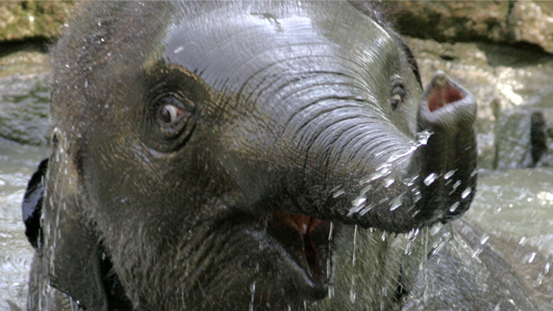 July 20, 2006: "Shaina Pali" enjoys a refreshing bath on a hot summer day in the Berlin Zoological Garden. The Berlin Zoo says another young animal has died unexpectedly, only two weeks after celebrity polar bear Knut passed away.