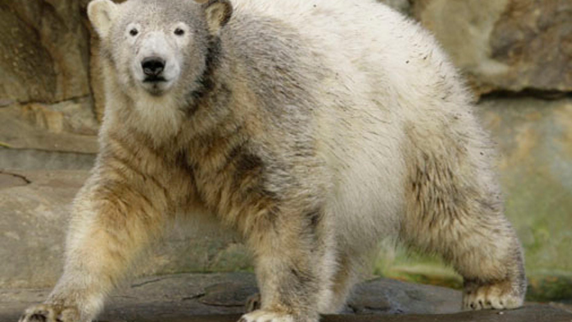 Polar bears went on a rampage in a Russian village.