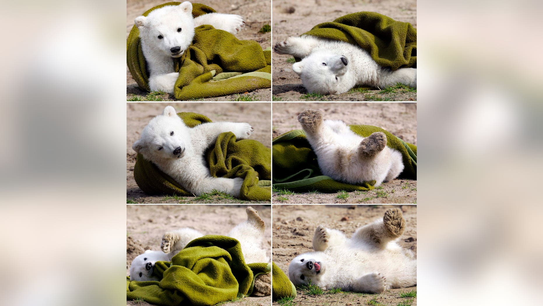In this combo of March 23, 2007, file pictures, Knut the polar bear cub plays with a blanket during his first public appearance in the Berlin zoo.