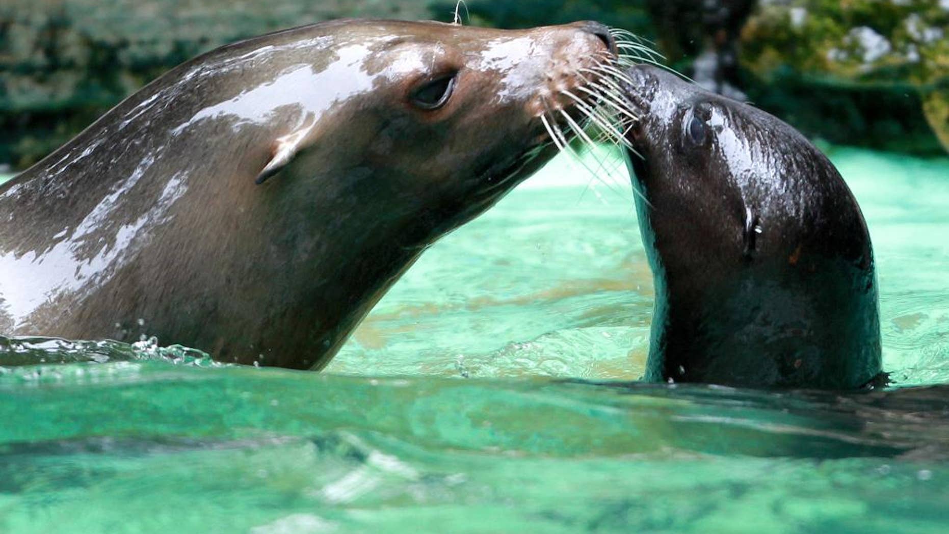 FILE - In this July 28, 2011 file photo sea lion Holly, left, and her cub Fibi play in the water at the zoo in Dortmund, Germany. Holly was found beaten to death in her enclosure in the Dortmund Zoo and police are looking for suspects. Zoo director Frank Brandstaetter told the dpa news agency Monday, Nov. 9, 2015 that the sea lion, who had been a crowd favorite, was found by workers Friday morning. (Roland Weihrauch/dpa via AP, file)
