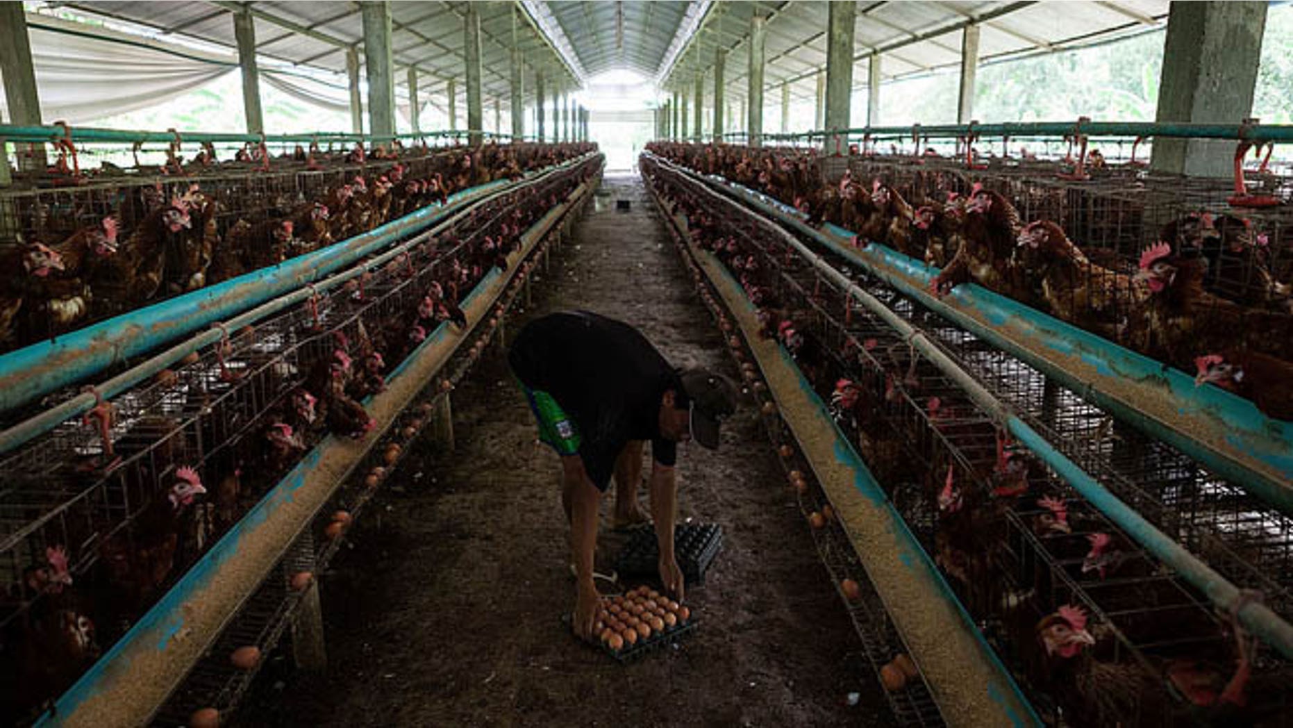 PHNOM PENH, CAMBODIA - AUGUST 26: A man collects eggs from chickens in holding pens at an egg farm south of Phnom Penh on August 26, 2013 in Preak Palap, Kandal Province, Cambodia. Cambodia has seen the worst out break of Avian influenza H5N1 since the disease was first identified, so far this year 17 cases have been report, 10 of which have been fatal. (Photo by Nicolas Axelrod/Getty Images)