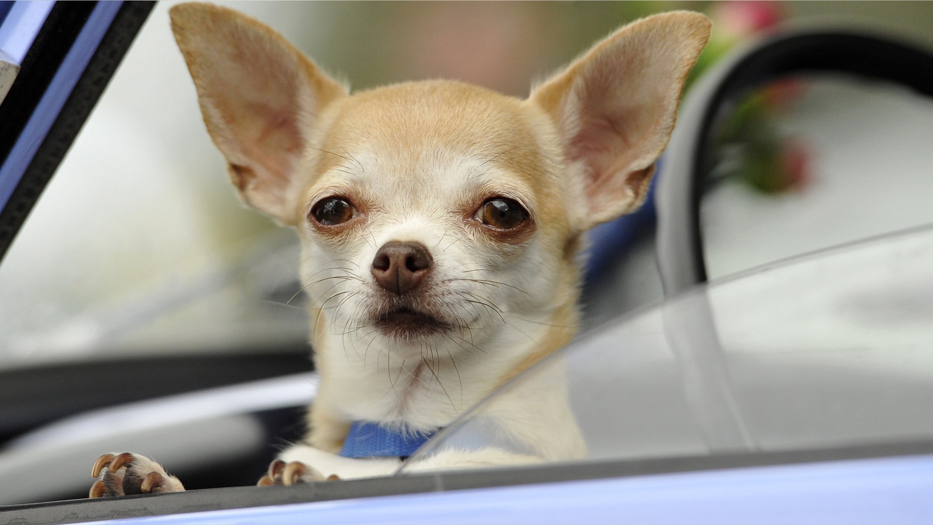 ZWICKAU, GERMANY - AUGUST 23: A Chihuahua dog waits inside a Trabant 601 car as fans of the East German Trabant car gather for their 7th annual get-together on August 23, 2014 in Zwickau, Germany. Hundreds of Trabant enthusiasts arrived to spend the weekend admiring each others cars, trading stories and enjoying activities. The Trabant, dinky and small by modern standards, was the iconic car produced in former communist East Germany and today has a strong cult following. (Photo by Matthias Rietschel/Getty Images)