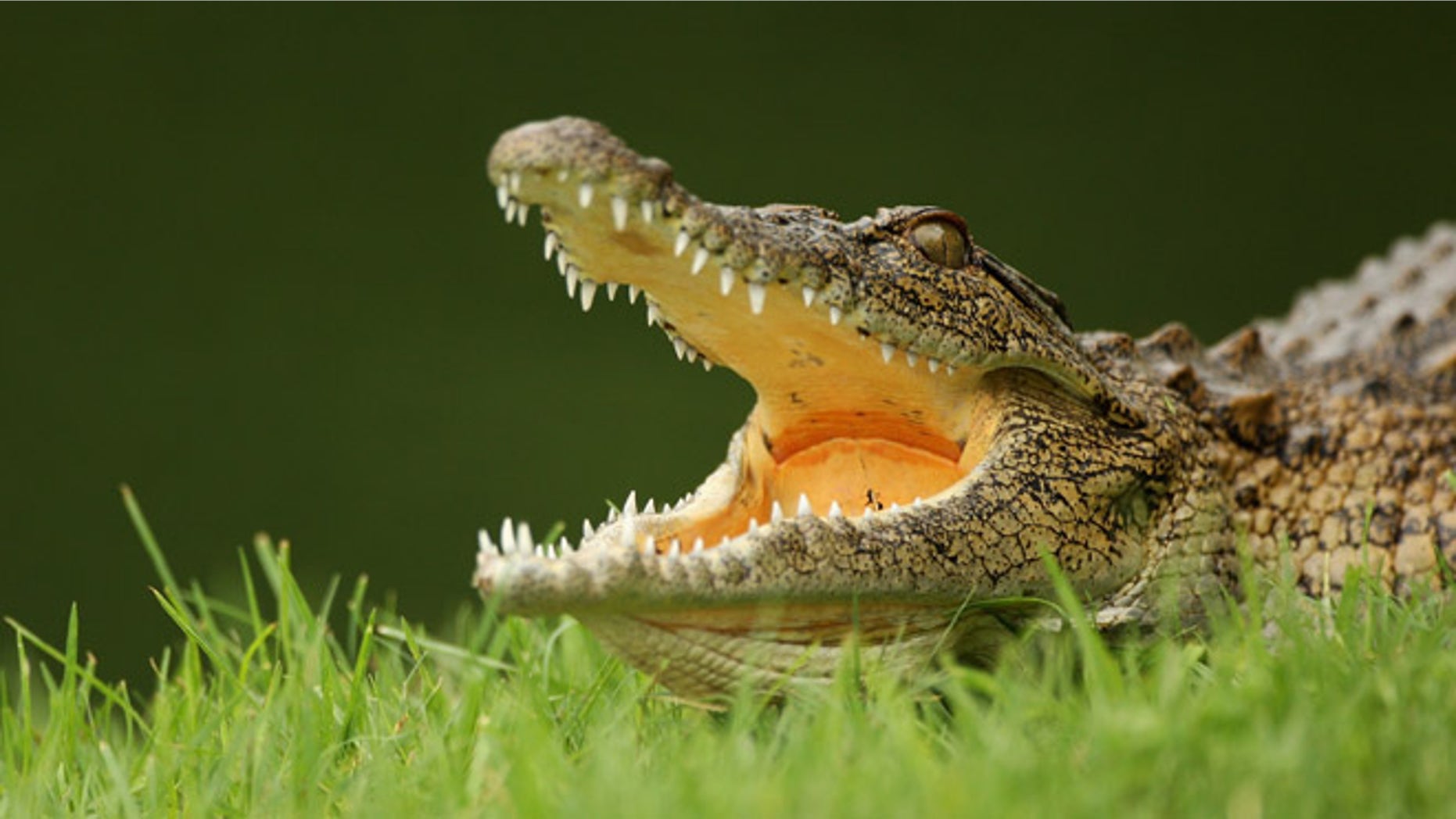 MALELANE, SOUTH AFRICA - DECEMBER 09: A crocodile lies in wait by the 13th green during practice before the Alfred Dunhill Championship at Leopard Creek Country Club on December 9, 2008 in Malelane, South Africa. (Photo by Warren Little/Getty Images)